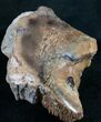 Agatized Dinosaur Bone Chunk (Polished) #7839-1
